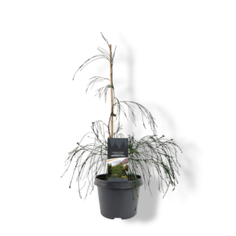 https://cdn.warentuin.nl/media/catalog/product/S/C/SCAN8717191531863_01_warentuin_natuurlijk_chamaecyparis_law_drooping_solo_40_50_ff1d.jpg
