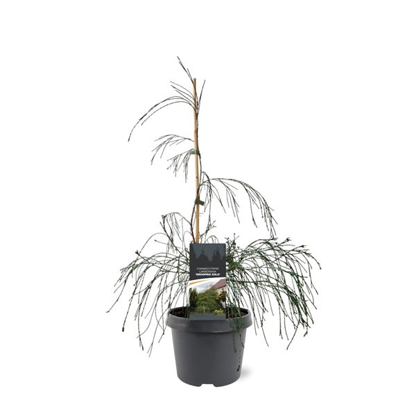 Warentuin natuurlijk Chamaecyparis law. Drooping Solo 40-50 cm Conifeer - 