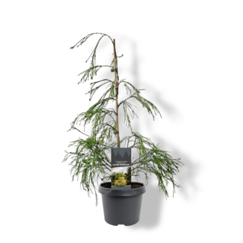 https://cdn.warentuin.nl/media/catalog/product/S/C/SCAN8717191531870_01_warentuin_natuurlijk_chamaecyparis_law_golden_sprinklers_4_ee60.jpg