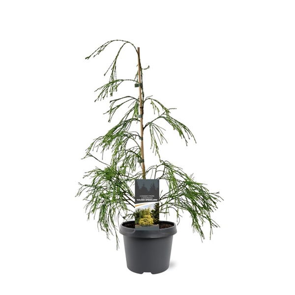 https://cdn.warentuin.nl/media/catalog/product/S/C/SCAN8717191531870_chamaecyparis_law_golden_sprinklers_40_50_cm_conifeer_warentu_5ff5.jpg
