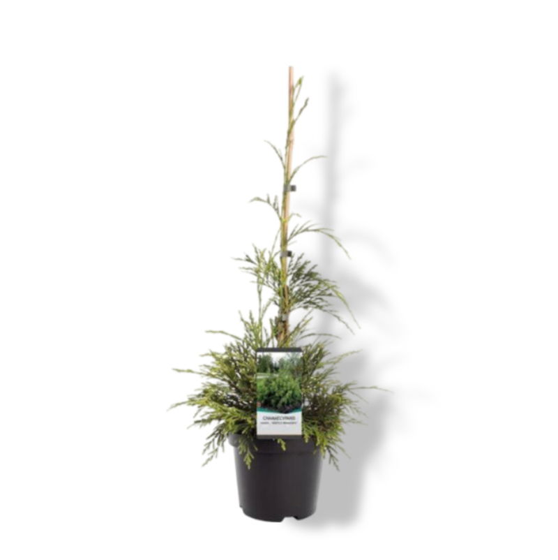 https://cdn.warentuin.nl/media/catalog/product/S/C/SCAN8717191531887_01_warentuin_natuurlijk_chamaecyparis_nootk_aldrich_mountain__1fef.jpg