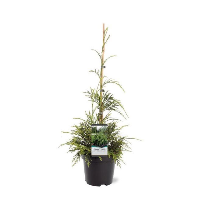 https://cdn.warentuin.nl/media/catalog/product/S/C/SCAN8717191531887_chamaecyparis_nootk_aldrich_mountain_40_50_cm_conifeer_warent_4253.jpg