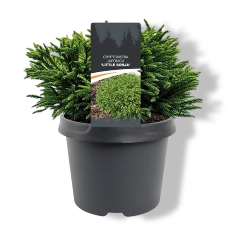 https://cdn.warentuin.nl/media/catalog/product/S/C/SCAN8717191531894_01_warentuin_natuurlijk_cryptomeria_jap_little_sonja_20_25_cm_b600.jpg