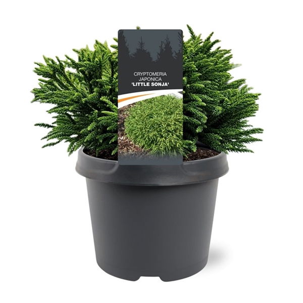 Warentuin natuurlijk Cryptomeria jap. Little Sonja 20-25 cm Conifeer - 