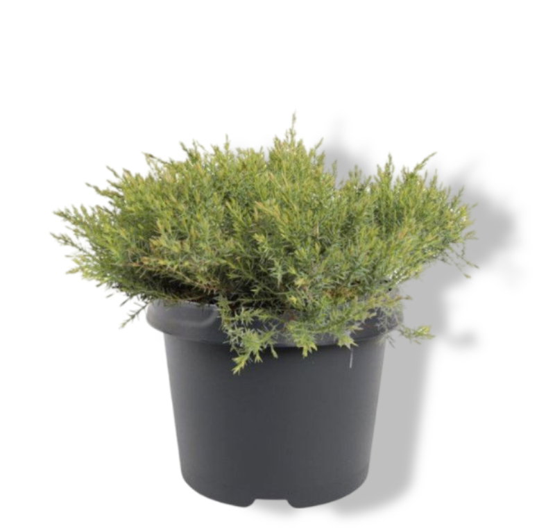 https://cdn.warentuin.nl/media/catalog/product/S/C/SCAN8717191531924_01_warentuin_natuurlijk_juniperus_davurica_leningrad_30_40_cm_cac3.jpg