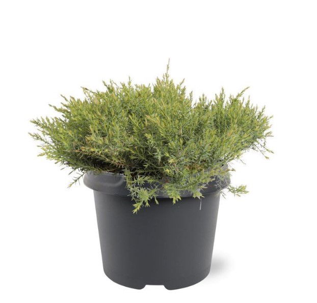 Warentuin natuurlijk Juniperus davurica Leningrad 30-40 cm Conifeer - 