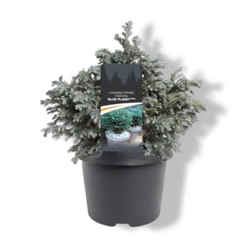 https://cdn.warentuin.nl/media/catalog/product/S/C/SCAN8717191531931_01_warentuin_natuurlijk_chamaecyparis_pis_blue_planet_pbr_25__4807.jpg