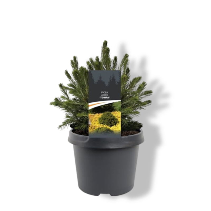 https://cdn.warentuin.nl/media/catalog/product/S/C/SCAN8717191531948_01_warentuin_natuurlijk_picea_abies_tompa_15_20_cm_conifeer_f_30ac.jpg