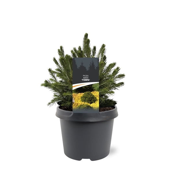 https://cdn.warentuin.nl/media/catalog/product/S/C/SCAN8717191531948_picea_abies_tompa_15_20_cm_conifeer_warentuin_natuurlijk_f7ca.jpg