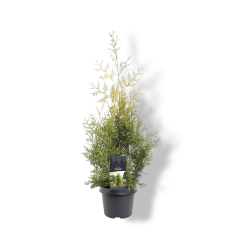 https://cdn.warentuin.nl/media/catalog/product/S/C/SCAN8717191531955_01_warentuin_natuurlijk_thuja_occidentalis_salland_60_80_cm_c_1ac0.jpg