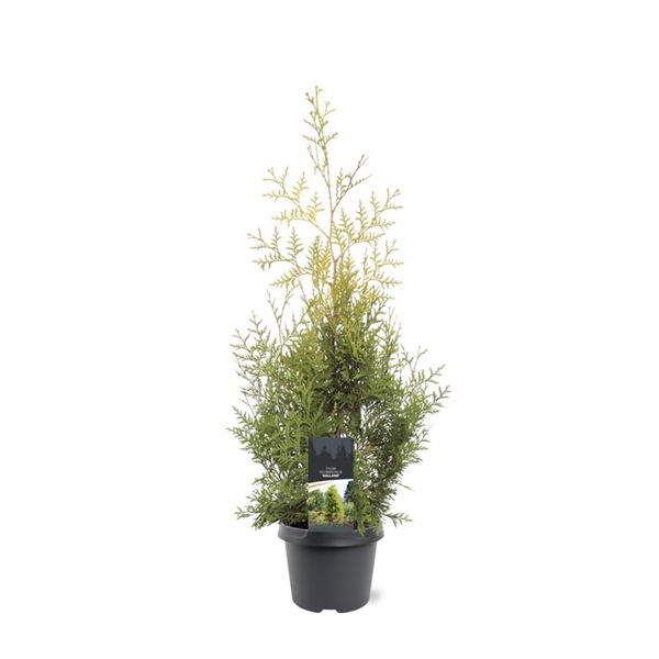 https://cdn.warentuin.nl/media/catalog/product/S/C/SCAN8717191531955_thuja_occidentalis_salland_60_80_cm_conifeer_warentuin_natuur_2827.jpg