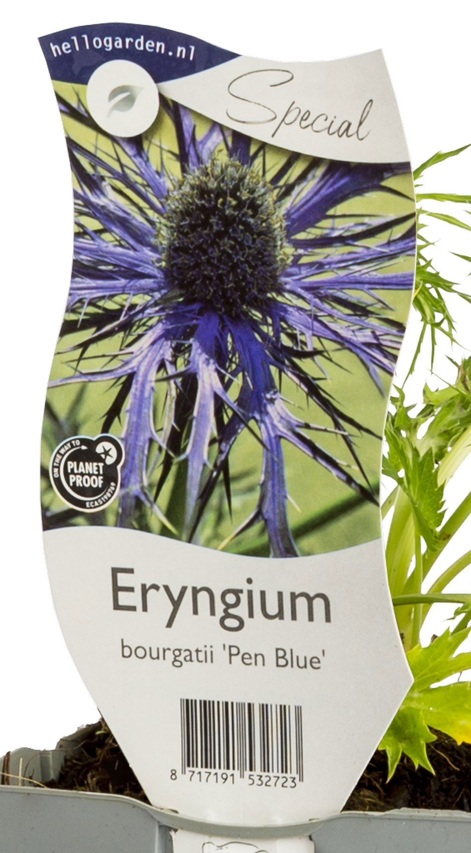 Eryngium bourgatii Pen Blue vaste plant Griffioen - Griffioen