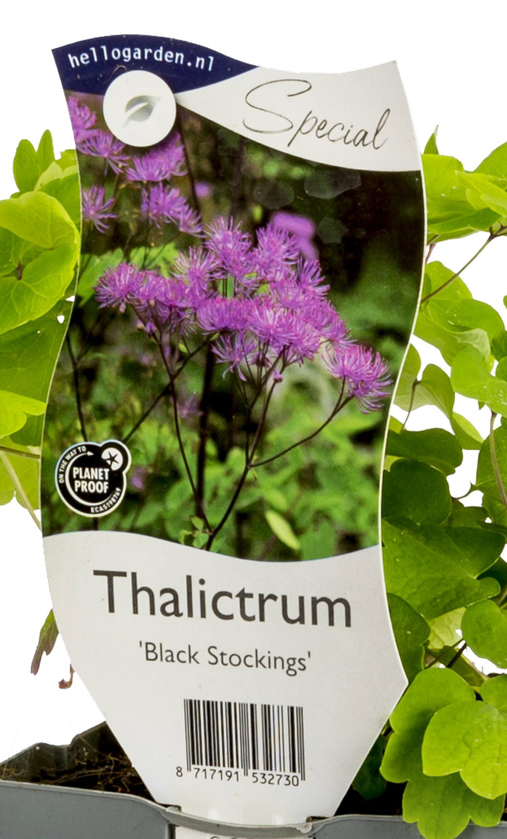 Thalictrum Black Stockings vaste plant Griffioen - Griffioen