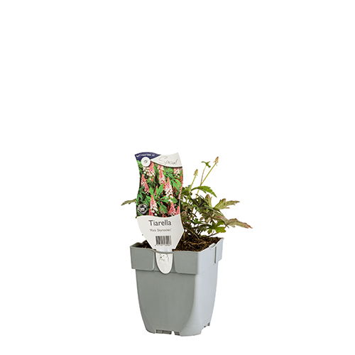 https://cdn.warentuin.nl/media/catalog/product/S/C/SCAN8717191532907_01_tiarella_pink_skyrocket_griffioen_a435.JPG