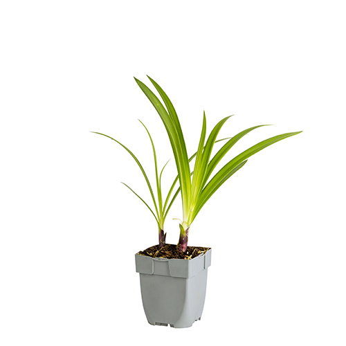 https://cdn.warentuin.nl/media/catalog/product/S/C/SCAN8717191532921_agapanthus_enigma_griffioen_9599.JPG