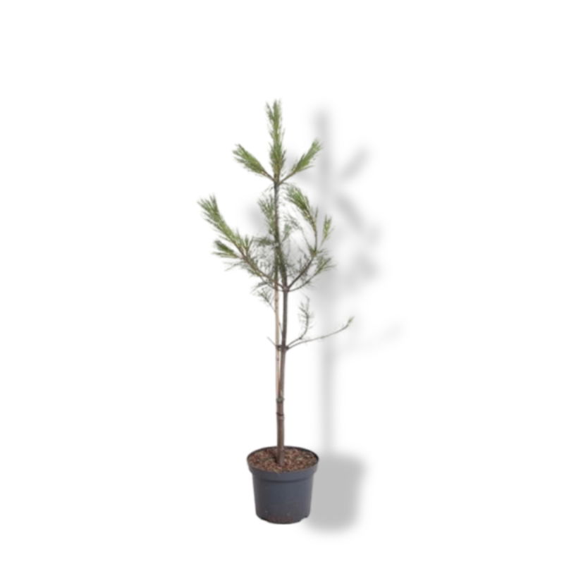 https://cdn.warentuin.nl/media/catalog/product/S/C/SCAN8717191534239_01_warentuin_natuurlijk_pinus_wallichiana_80_100_cm_conifeer__7d83.jpg