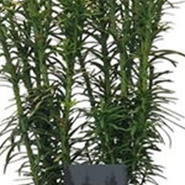 https://cdn.warentuin.nl/media/catalog/product/S/C/SCAN8717191534444_01_cephalotaxus_harringtonii_korean_gold_4050_cm_conifeer_kno_7df6.jpg