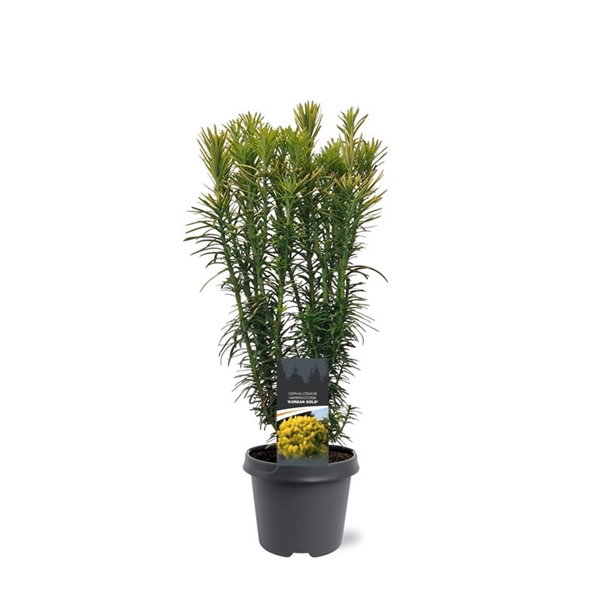 https://cdn.warentuin.nl/media/catalog/product/S/C/SCAN8717191534444_cephalotaxus_harringtonii_korean_gold_40_50_cm_conifeer_waren_8254.jpg
