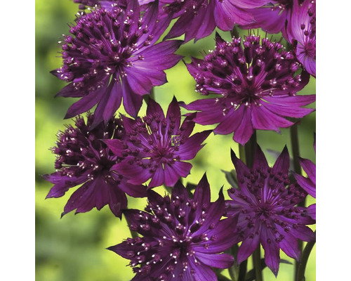 https://cdn.warentuin.nl/media/catalog/product/S/C/SCAN8717191534550_astrantia_maj_venice_vaste_plant_griffioen_4b6b.jpg