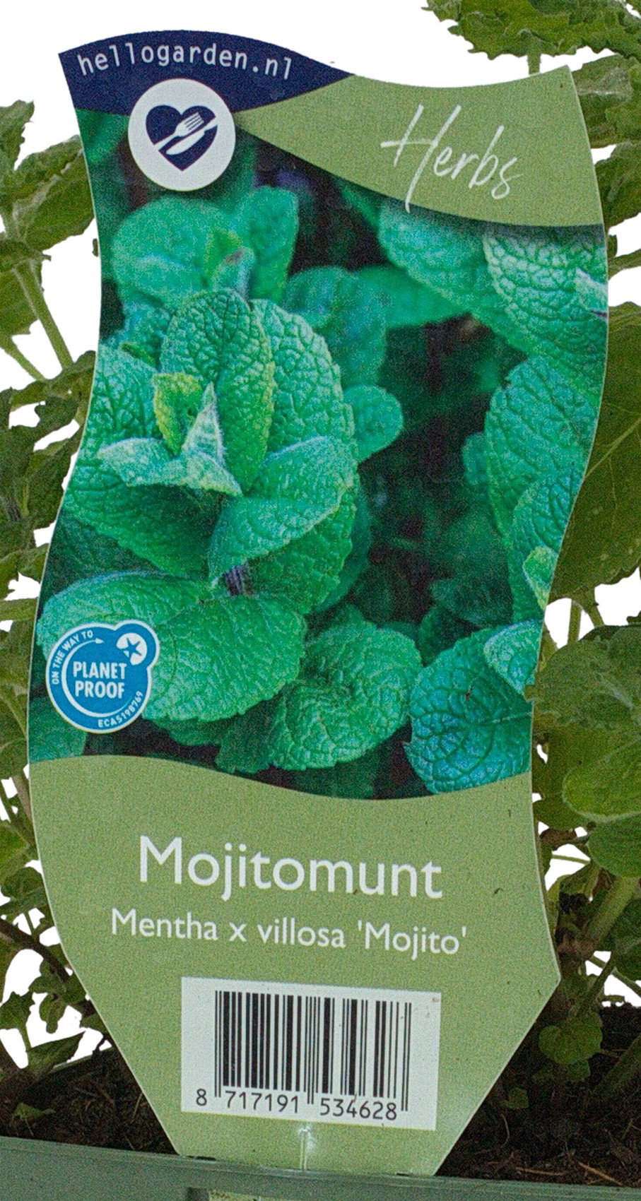 Mentha x villosa Mojito kruidenplant Griffioen - Griffioen