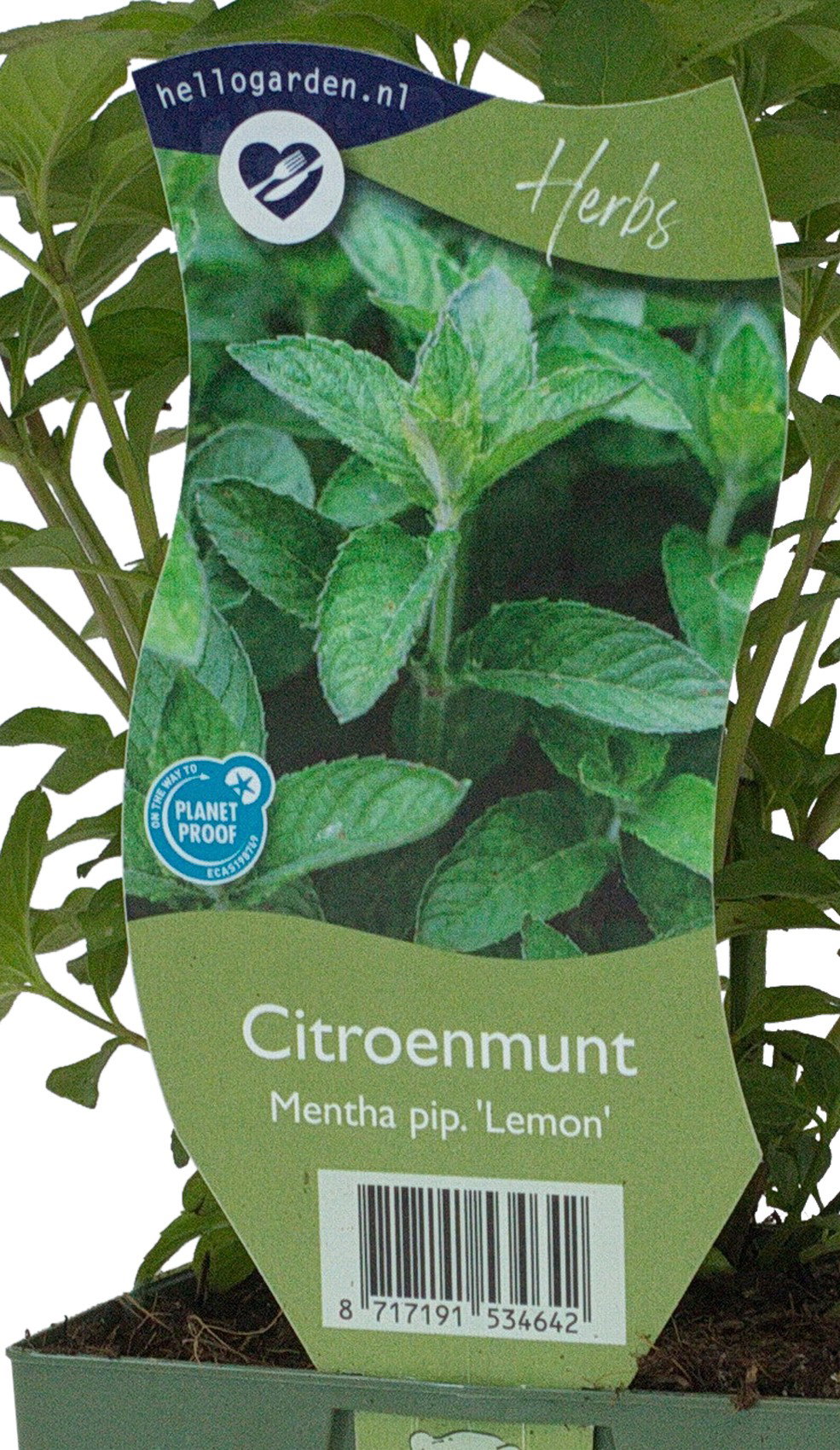 Mentha pip. Lemon kruidenplant Griffioen - Griffioen
