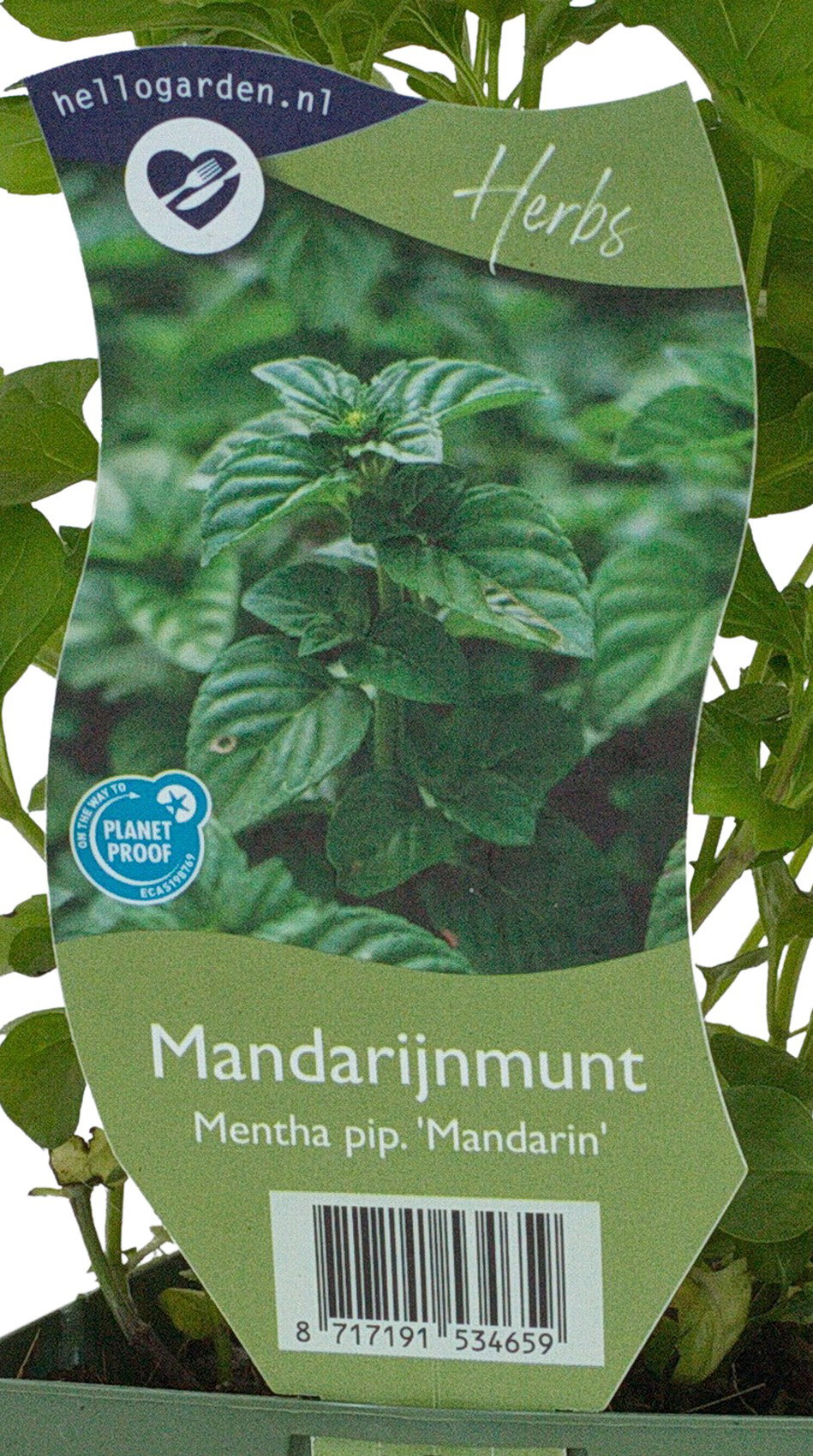 Mentha pip. Mandarin kruidenplant Griffioen - Griffioen