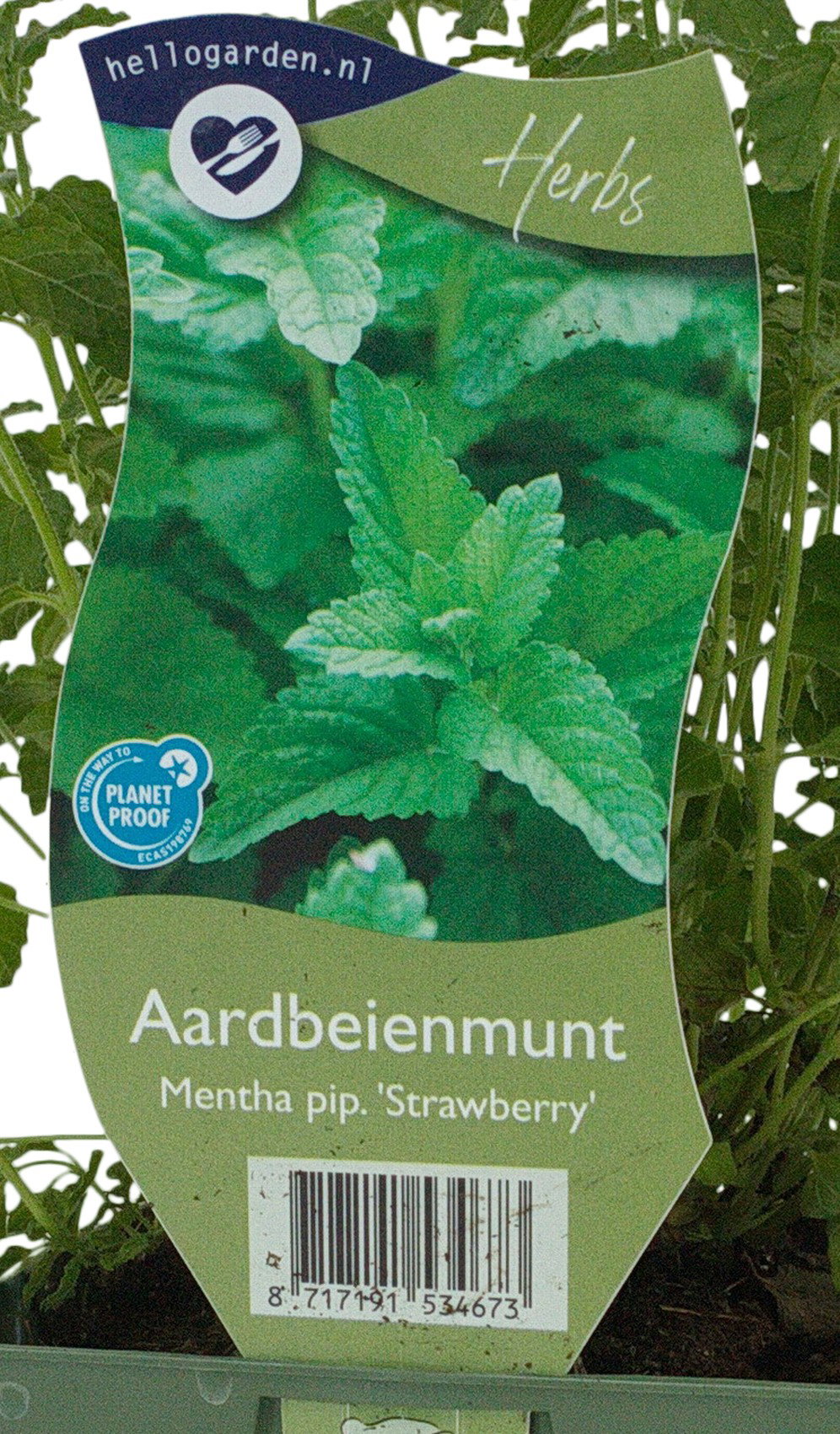 Mentha pip. Strawberry kruidenplant Griffioen - Griffioen
