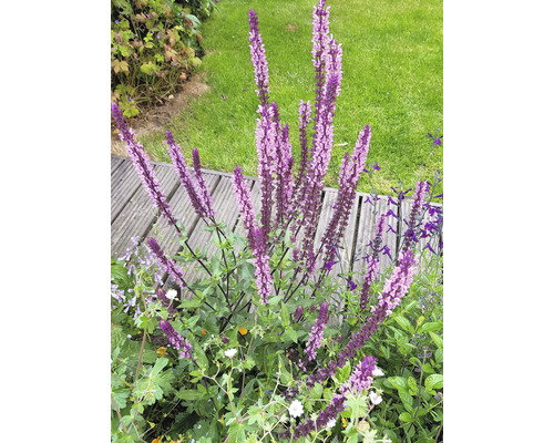 https://cdn.warentuin.nl/media/catalog/product/S/C/SCAN8717191534727_salvia_nem_caradonna_pink_vaste_plant_griffioen_cf25.jpg