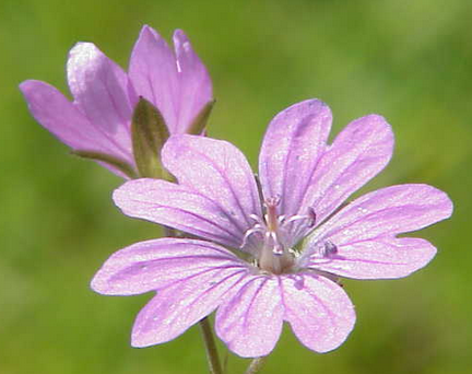 Bermooievaarsbek Griffioen - Griffioen