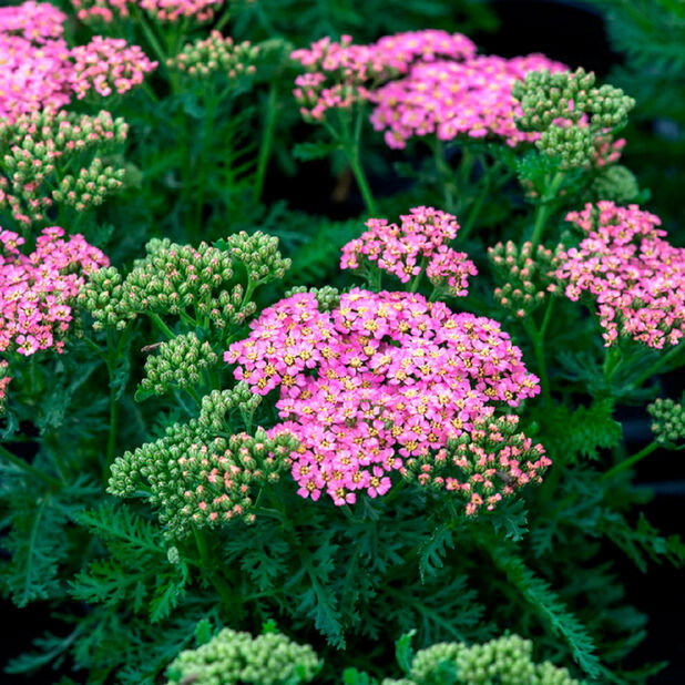 https://cdn.warentuin.nl/media/catalog/product/S/C/SCAN8717191536080_achillea_mill_milly_rock_rose_griffioen_f8af.jpg