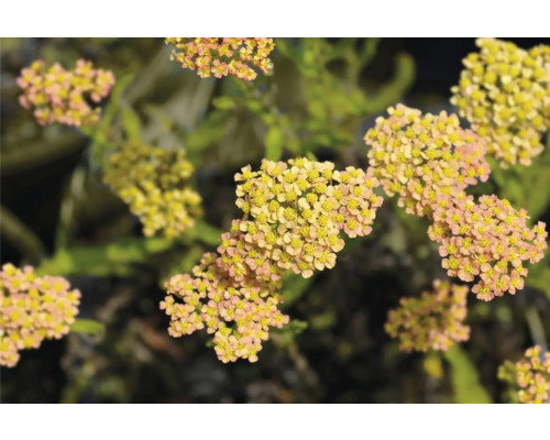 https://cdn.warentuin.nl/media/catalog/product/S/C/SCAN8717191536103_achillea_mill_milly_rock_yellow_terracotta_griffioen_93de.jpg