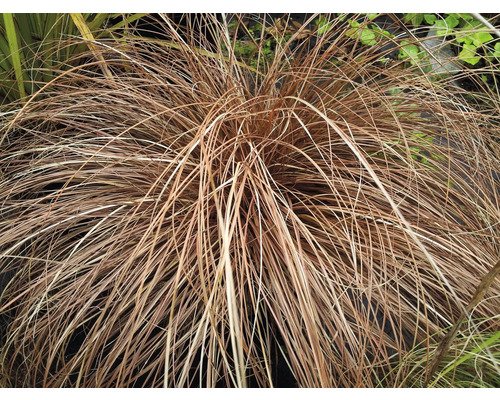 Carex comans 'Bronco' - Griffioen
