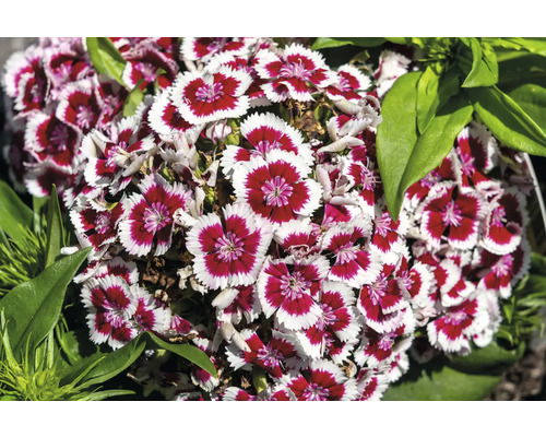 Dianthus barb. 'Dart Red White Picotee' - Griffioen