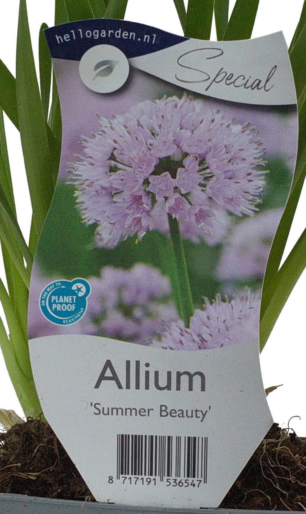 Allium Summer Beauty Griffioen - Griffioen