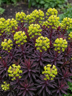Euphorbia 'Miner's Merlot' Wolfsmilch mehrjährig