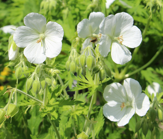 Geranium macr 'Geranimo White' Storchschnabel Staude