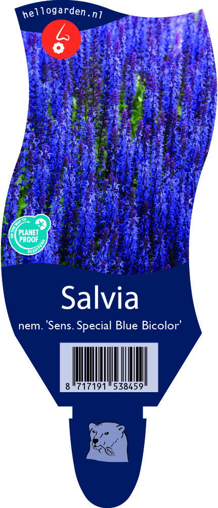 Salvia nem. 'Sens. Special Blue Bicolor' vaste plant Griffioen - Griffioen