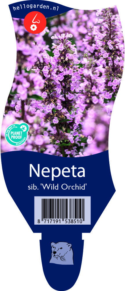 Nepeta sib. 'Wild Orchid' vaste plant Griffioen - Griffioen