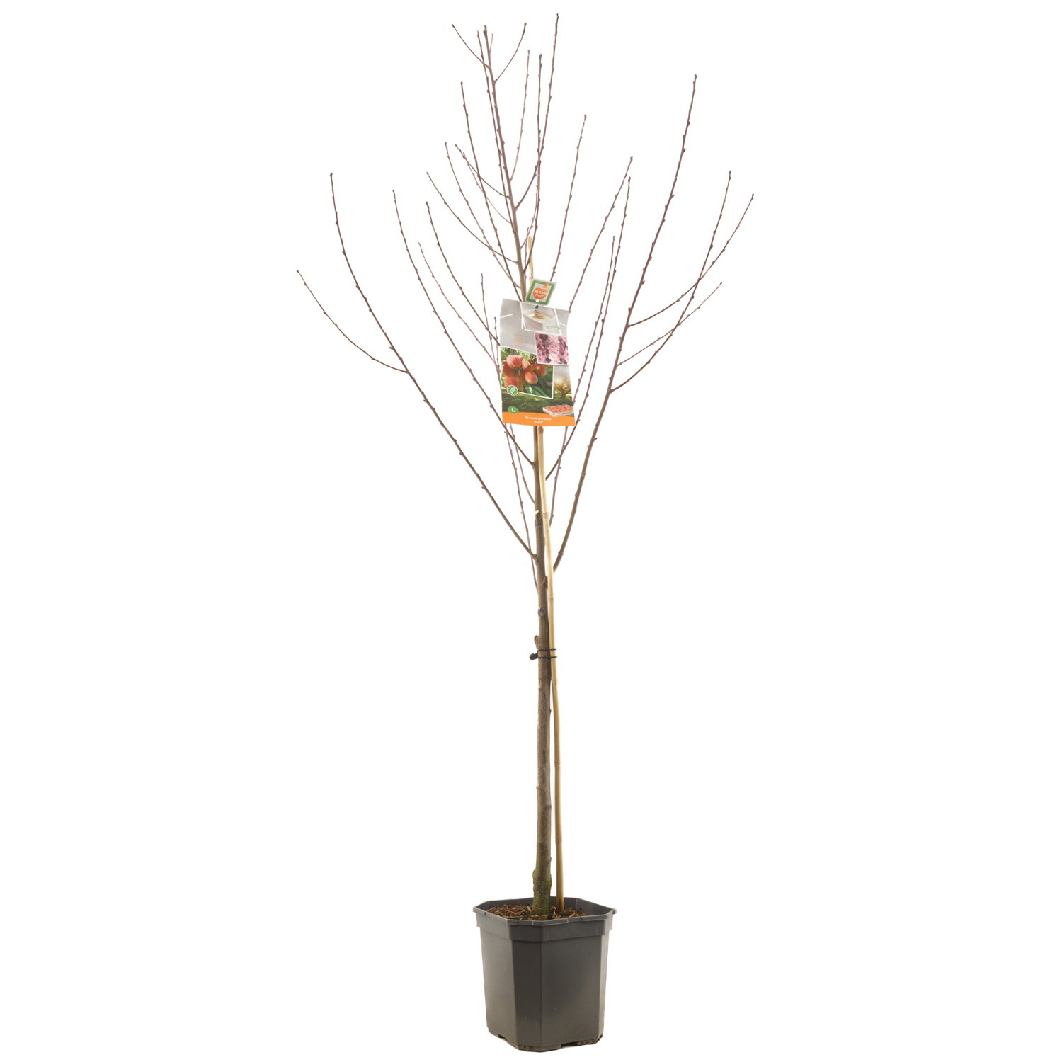 Fruithof Prunus persica Riga Perzik fruitplant  - 