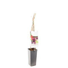 Rubus loganbes doornloze kruising braam framboos fruitboom Fruithof - Fruithof