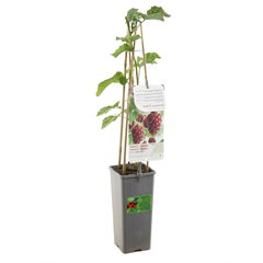 Rubus tayberry kruising braam framboos loganbes fruitboom Fruithof - Fruithof