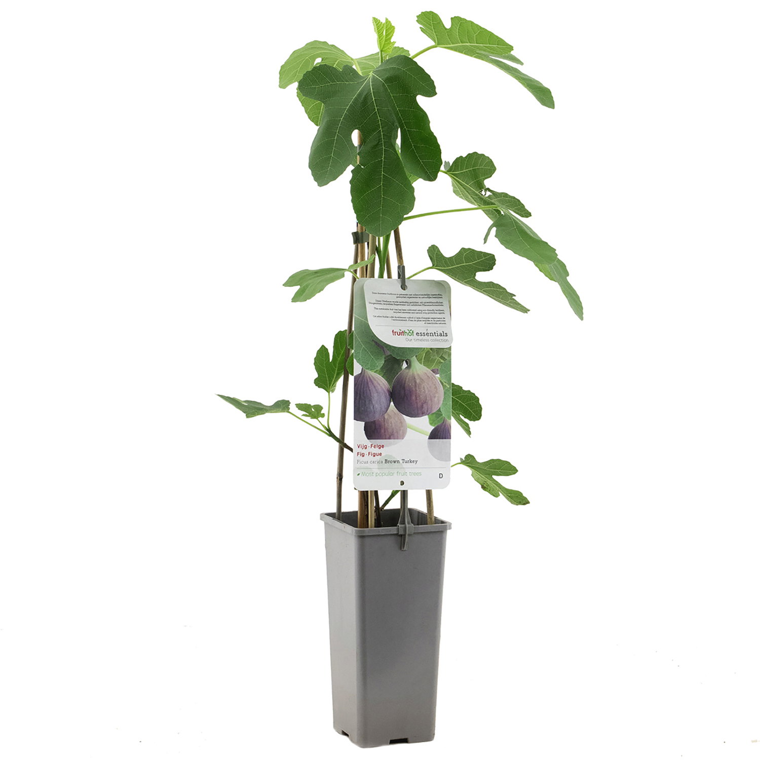 https://cdn.warentuin.nl/media/catalog/product/S/C/SCAN8717755064783_fruithof_boom_en_plant_ficus_carica_brown_turkey_c2f2.jpg