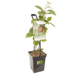 Actinidia huwelijk atlas x hayward in 1 pot draagbeugel Fruithof - Fruithof