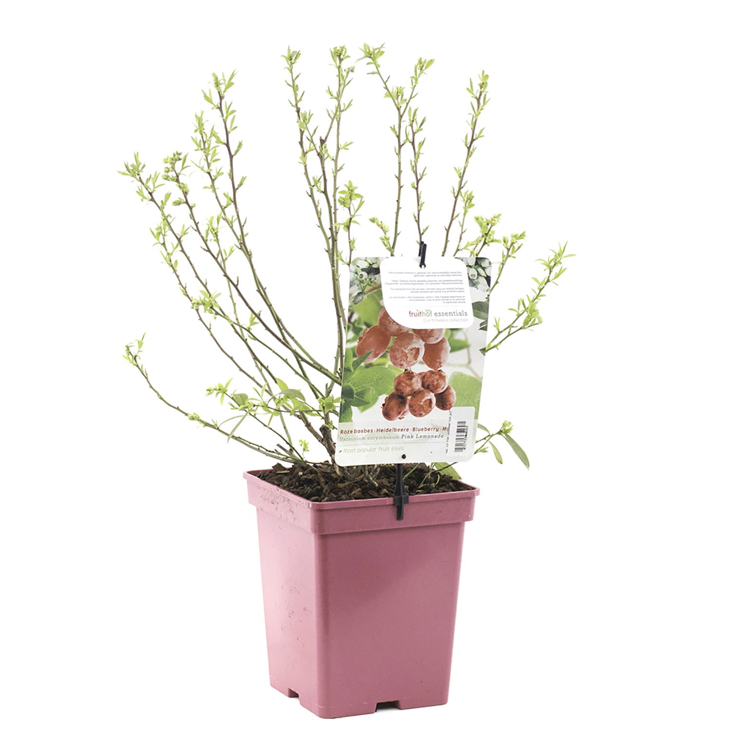https://cdn.warentuin.nl/media/catalog/product/S/C/SCAN8717755068415_fruithof_boom_en_plant_vaccinium_corymbosum_pink_lemonade_6dd1.jpg