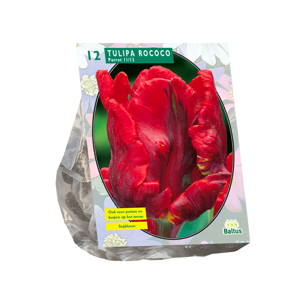 Tulipa Rococo Parrot Parkiet per 12 bloembollen Baltus - Baltus