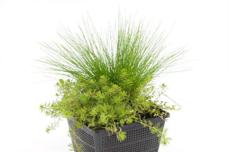 Zuurstofplanten mix mand voor 1m3 Moerings - Moerings