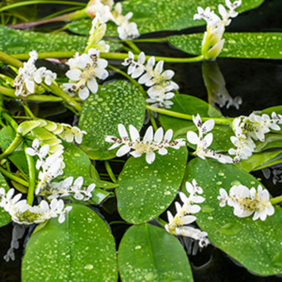 https://cdn.warentuin.nl/media/catalog/product/S/C/SCAN8718226851383_moerings_planten_aponogeton_distachyos_3l_water_b688.jpg