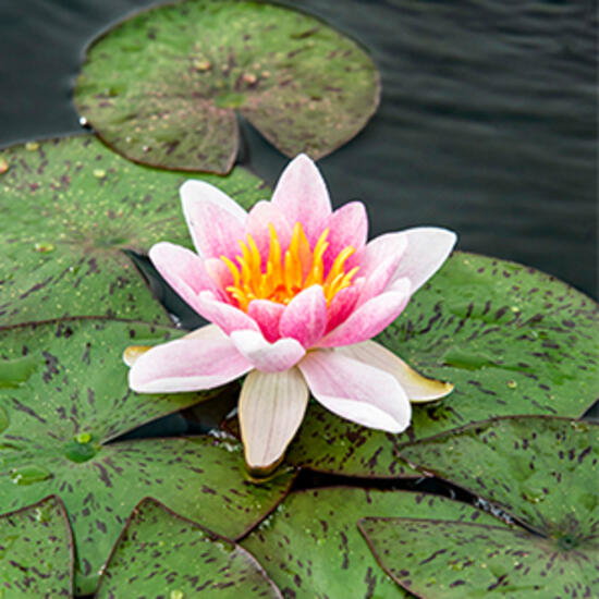 Moerings Nymphaea Laydekeri Lilacea 3L Waterlelies in grote manden 3L  - 