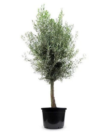 Olea europaeasteel l37b15h15 lichtgroen kunstbloem Decostar - Decostar