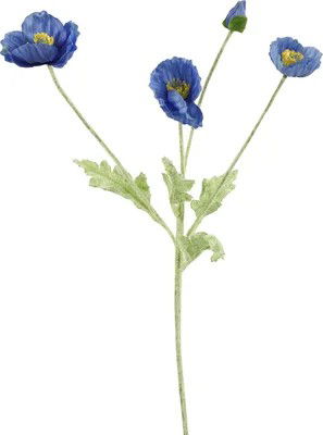 https://cdn.warentuin.nl/media/catalog/product/S/C/SCAN8718318053350_cosmeasteel_l61b10h10_cm_d_blauw_countryfield_07bc.jpg